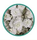 Schleierkraut, Gypsophila "XLENCE" - 5 Stiele, schwere Qualität!